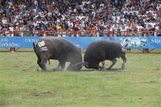 Do Son buffalo fighting festival attracts thousands of visitors