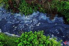 Thanh Hoa pig farm fined for illegal wastewater discharge