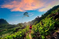 More than 2,200 runners to join Vietnam Ultra Marathon