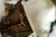 Tiger, rhinos flee to higher ground in India's flood-hit Assam