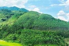 Vietnam earns 51.5 million USD from first forest carbon credit sale