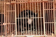 Five Tibetan bears in Hanoi rescued