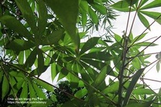 Poor widow needs help to support four small children