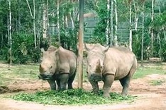 PM directs suspension of wildlife import