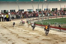 Continuously delayed Ha Tinh greyhound track nears opening