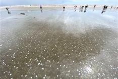 Hundreds of kilos of clams drifted onto Nghe An beach following storm
