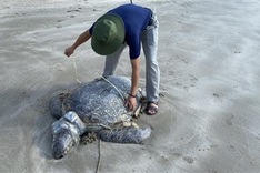 Green sea turtle in Con Dao suspected of being killed for eggs