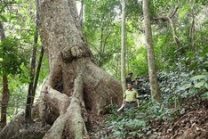 Forest covers 42.02% of Vietnam’s total area by end of 2021