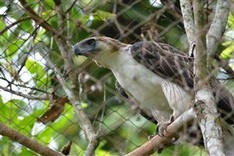 First Philippine eagle bred in captivity dies