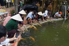 Ben Tre fish farm attracts visitors with well-trained carp