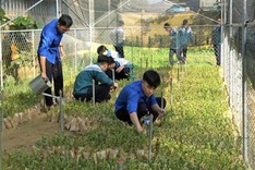 Quảng Trị students gain practical skills through experimental gardens