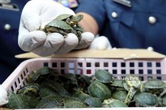 Malaysia busts attempt to smuggle over 5,000 terrapins