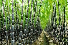 Vietnam imposes anti-dumping tax on sugar imported from Thailand