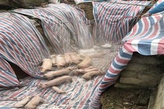 Millions of pigs culled as African swine fever spreads