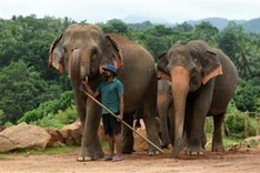 Virus gives Sri Lanka's threatened elephants a reprieve