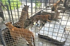 More than 40 tigers die in Dong Nai and Long An zoos