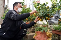 Bonsai kumquat trees introduced for Lunar New Year decoration