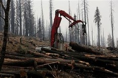 Over 100 global leaders pledge to end deforestation by 2030