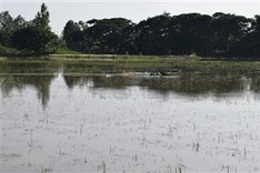 Mekong district to release floodwaters into rice fields to fertilise soil, destroy pests