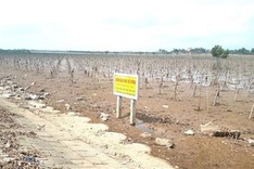 Ha Tinh seek scientific help to deal with unknown insect