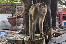 HCM City searches for another disruptive monkey