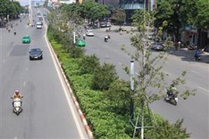 Red maple trees to be removed from Hanoi streets