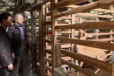 Phu Tho farmer improves life through raising deer