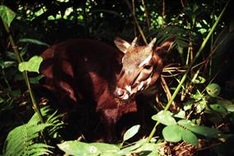 Joint emergency response to prevent imminent extinction of Asian ‘unicorn’