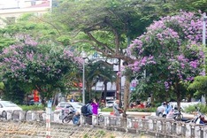 Purple crepe myrtle flower season in Hanoi