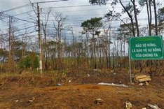 Hundreds of pine trees poisoned in Dak Nong