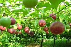 Vietnam to sign protocol for avocado and passion fruit exports to China