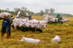 Vietnam's rice export prices hit nine-year high