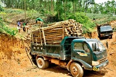MARD gathers ideas for timber regulations
