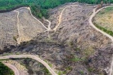 Bac Giang reports rampant forest destruction