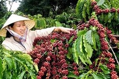 Germany is largest importer of Vietnamese coffee