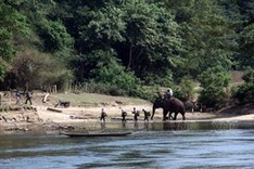 WWF helps Vietnam combat wildlife trafficking