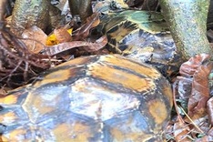 Rare tortoises handed over to Ha Tinh national park