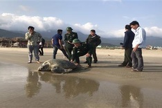 Huge rare turtle found on Thua-Thien Hue beach