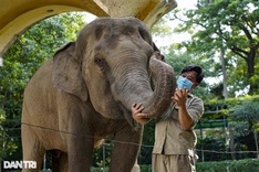 Saigon Zoo to open from this weekend