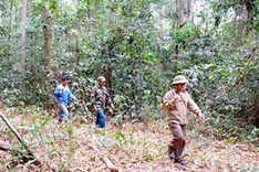 Binh Phuoc uses payment scheme to help protect forests