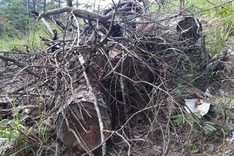 Golf project recalled after criminal deforestation