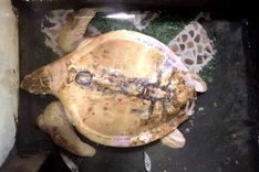 Green sea turtle rescued in Quang Nam