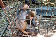 Two rare monkeys in Hue to be released into the wild