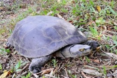 Rare turtle handed over to Phong Nha-Ke Bang National Park