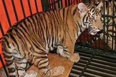 Wildlife crime challenges Vietnam’s tiger conservation efforts