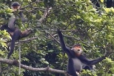 Men receive prison sentences for hunting rare animal