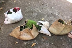 Binh Phuoc seizes rare civets transported from Cambodia