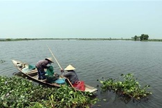Thừa Thiên-Huế to build bird sanctuary in Ô Lâu estuary area