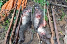 Five men arrested for killing langurs