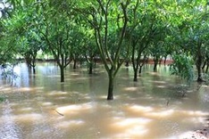 Mekong Delta preparing for more high tides